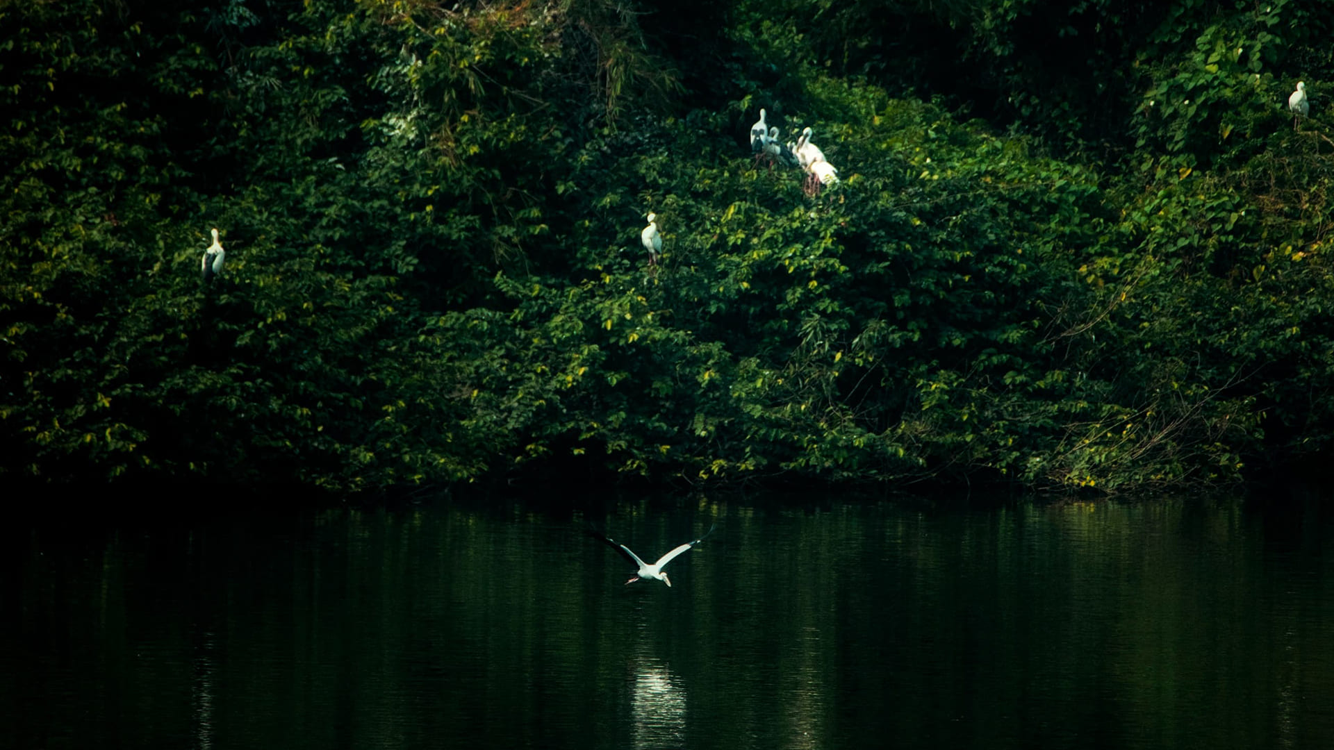 Nature’s Balancing Act: How Ecosystems Fosters Diversity